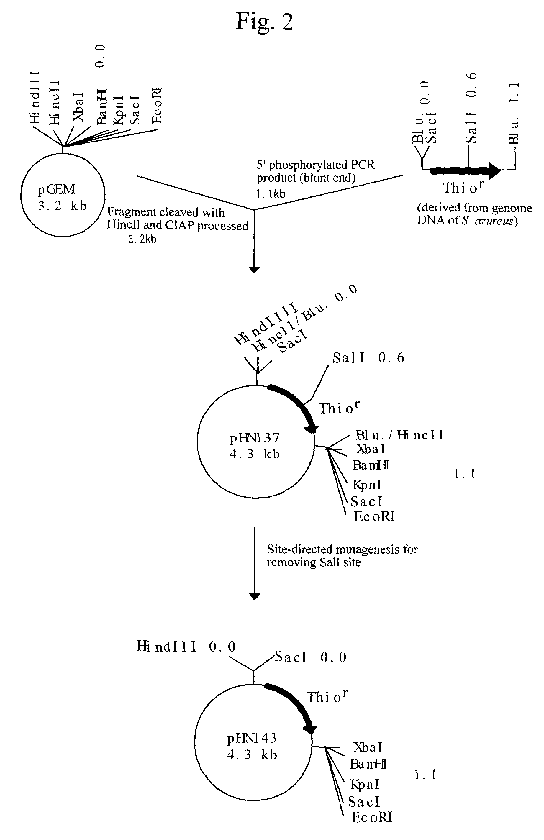 Process for producing recombinant protein in bacterium belonging to the genus Rhodococcus