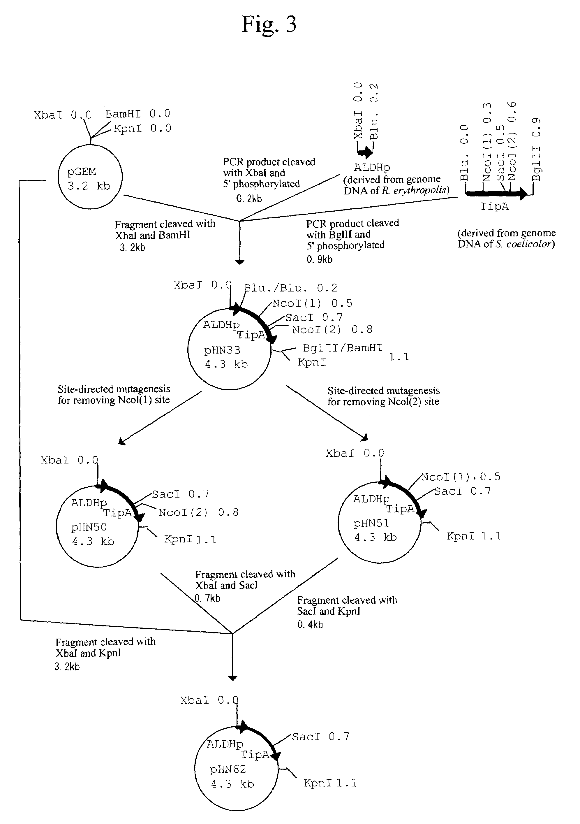 Process for producing recombinant protein in bacterium belonging to the genus Rhodococcus