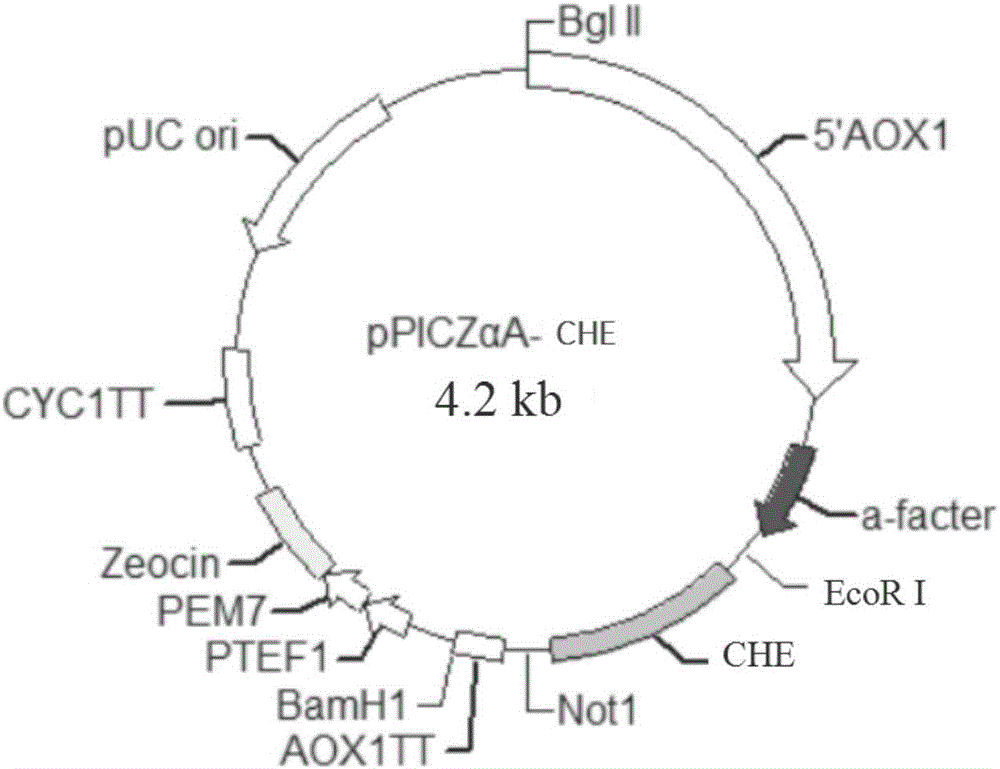 Gene of paper-making cholesterase, expression vector, strain and applications thereof