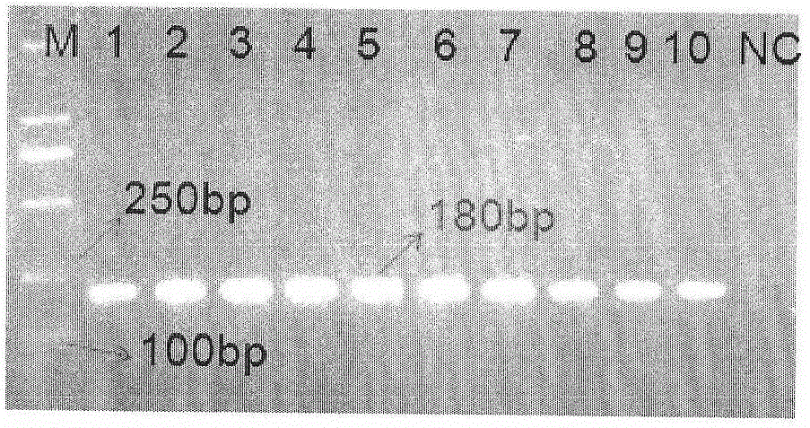 Preparation and application of guiding gene chip for HCV infection individual treatment