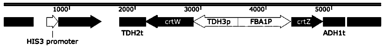 Astaxanthin high-yield strain and application thereof