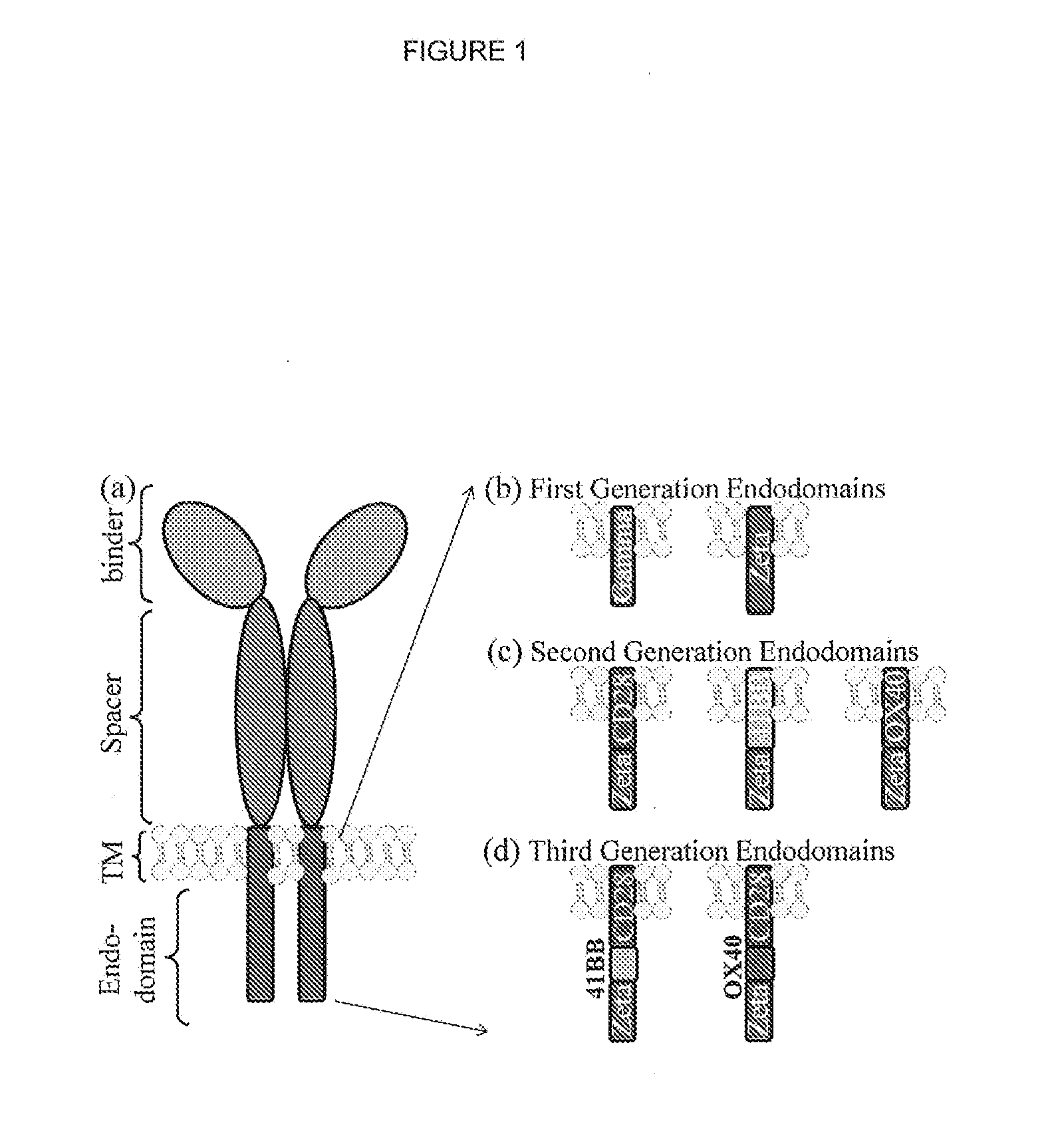 Chimeric antigen receptor (CAR) signalling system