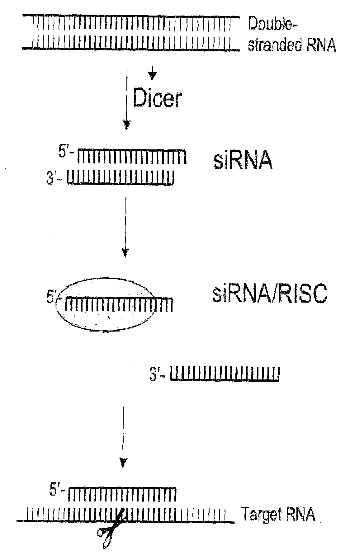 Nucleic Acid Complex