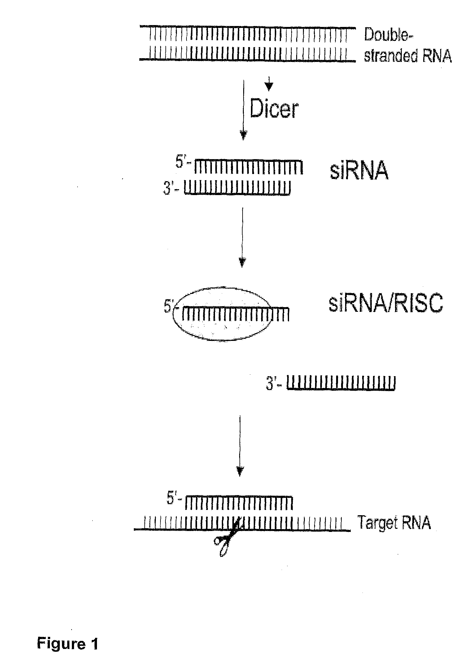 Nucleic Acid Complex