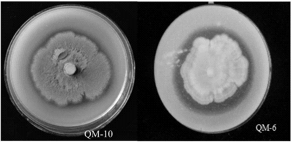 Phosphorus-dissolving penicillium and application thereof