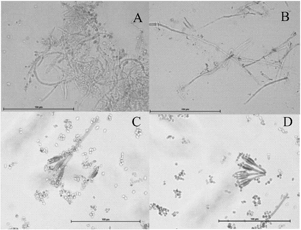 Phosphorus-dissolving penicillium and application thereof