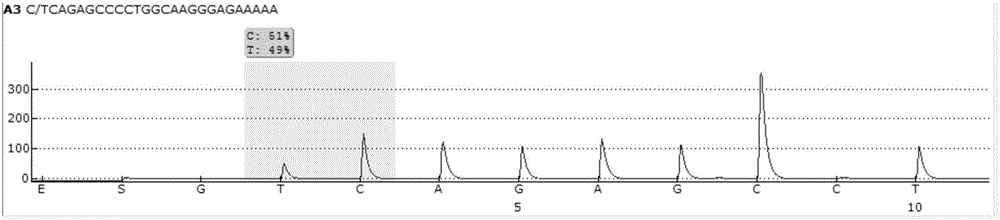 Pyrophosphoric acid sequencing primer pair and kit for qualitatively detecting HLA-DQ genotyping