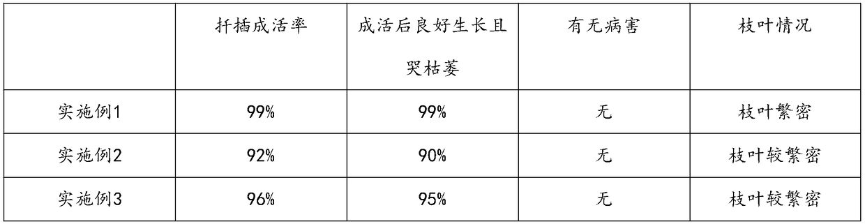 Method for asexual breeding of nursery stocks of buxus sinica var. parvifolia