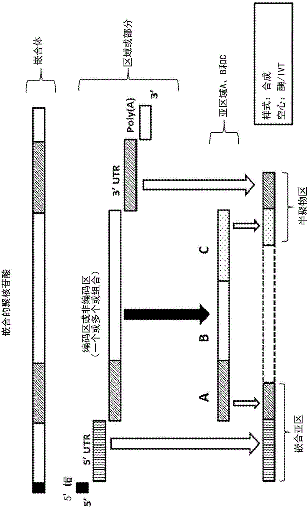 Polynucleotides encoding low density lipoprotein receptor