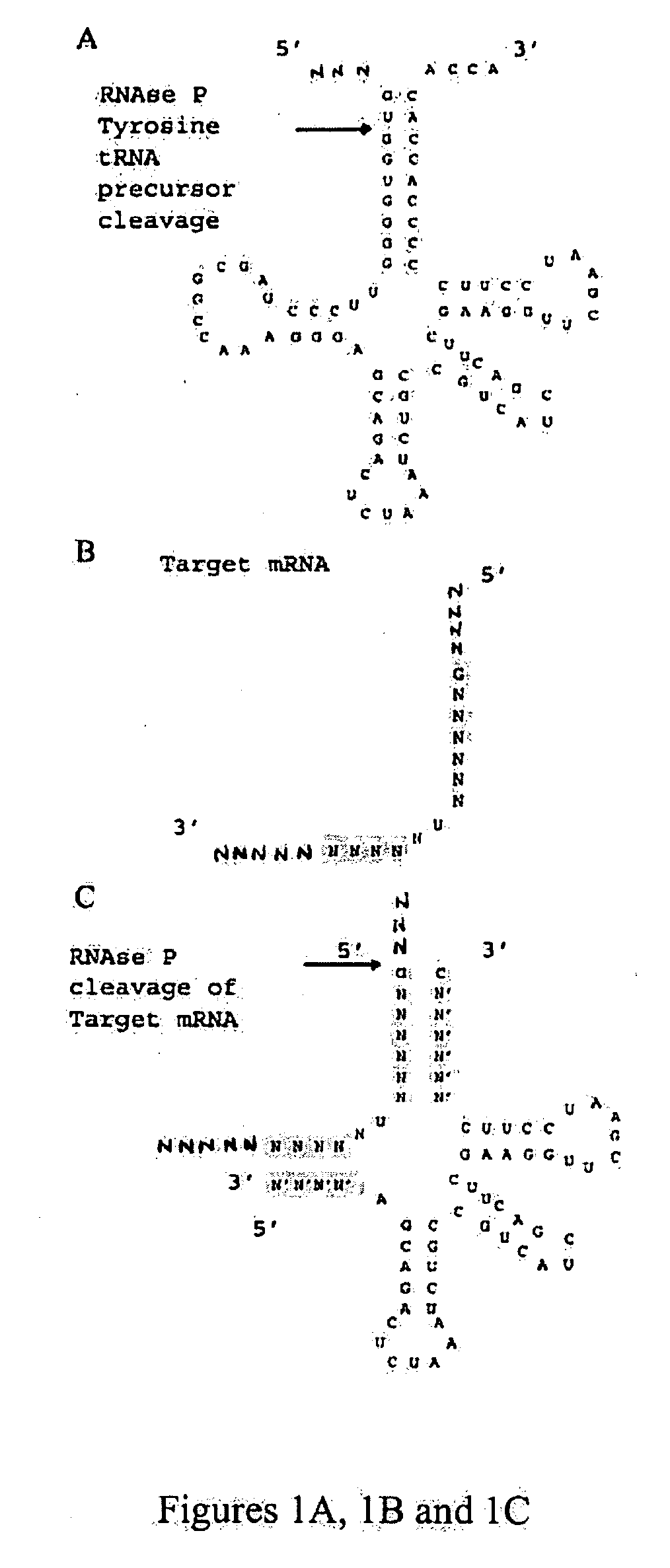 Nuclease resistant external guide sequences for treating inflammatory and viral related respiratory diseases