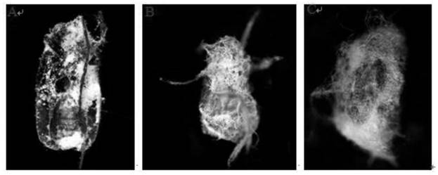 Application of pathogenic fungi, method for preventing and controlling pests and insecticide