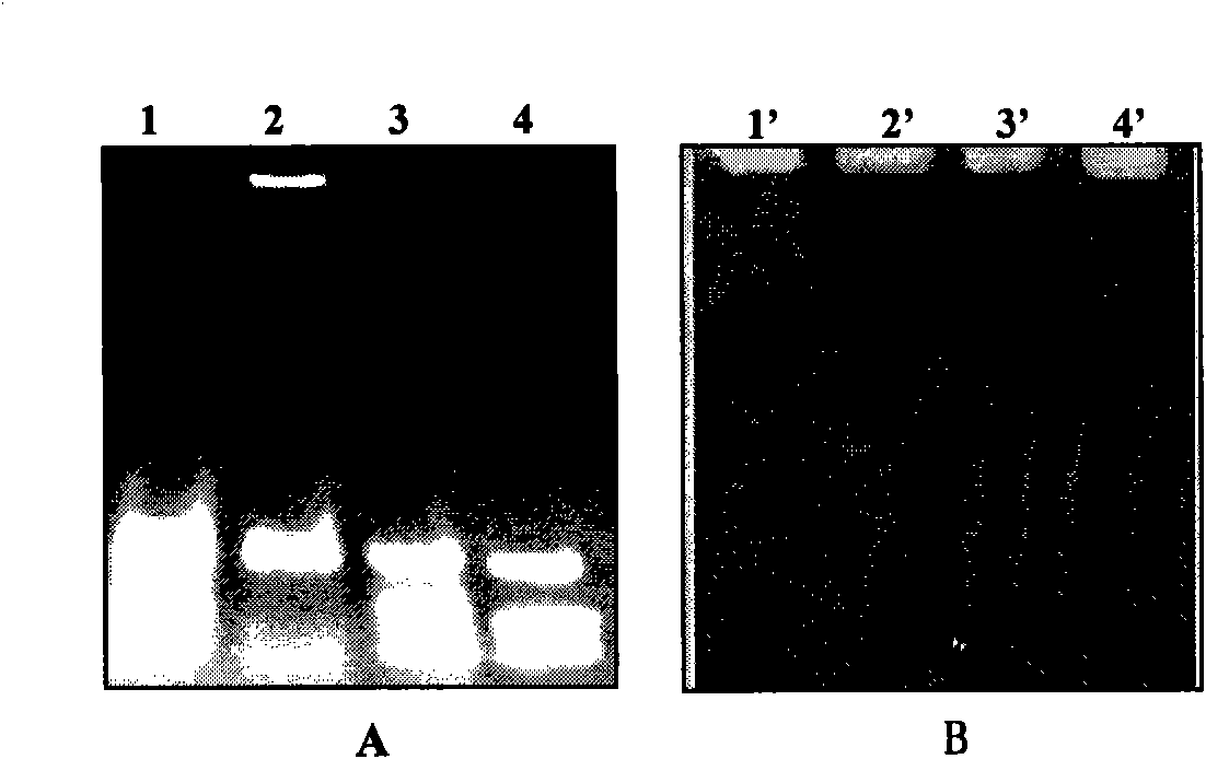 Plant stress tolerance correlative protein, coding gene and application thereof