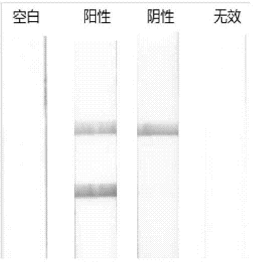 Lateral flow test paper strip detection kit for detection of duck source component in food and feed, and application thereof