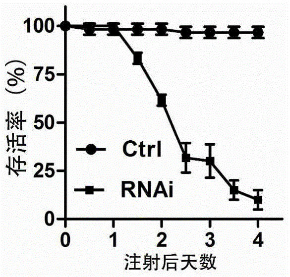 Oriental migratory locust ATP synthase alpha subunit gene and application of dsRNA of oriental migratory locust ATP synthase alpha subunit gene in pest control