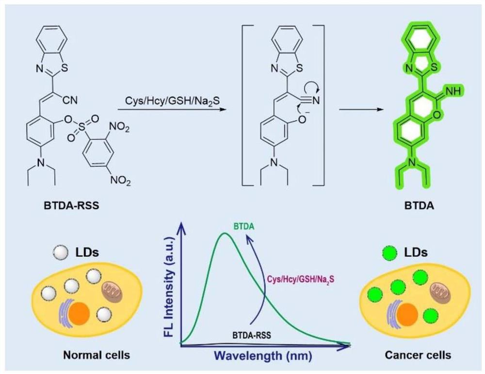 Lipid droplet targeting and biological thiol sensitive fluorescent probe for cancer cell tissue diagnosis and preparation and application thereof