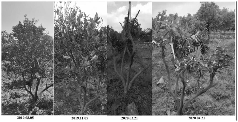 Prevention and control method for huanglongbing of rutaceae plants and iodine-containing composition