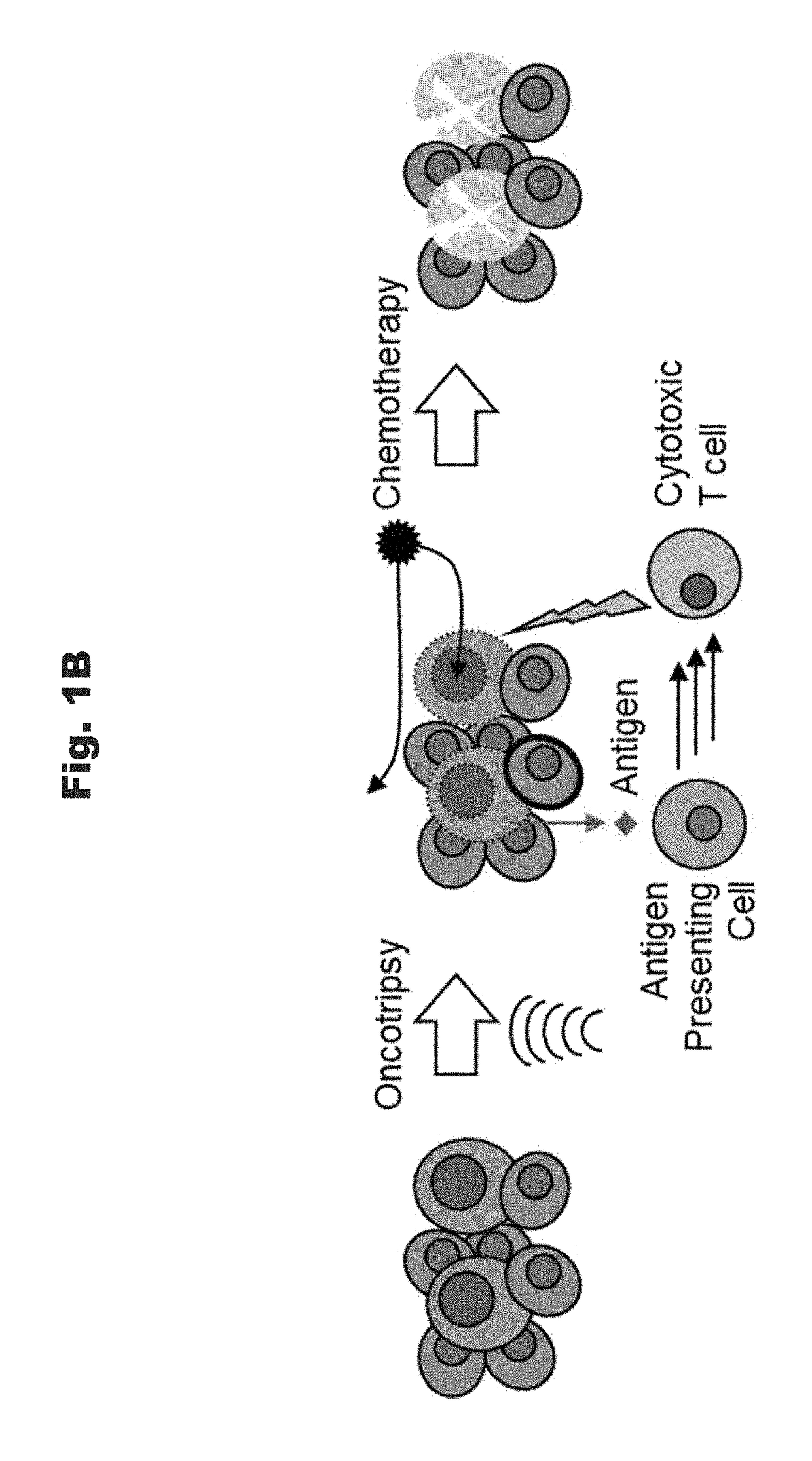 Selective Disruption of Neoplastic Cells via Resonant Harmonic Excitation