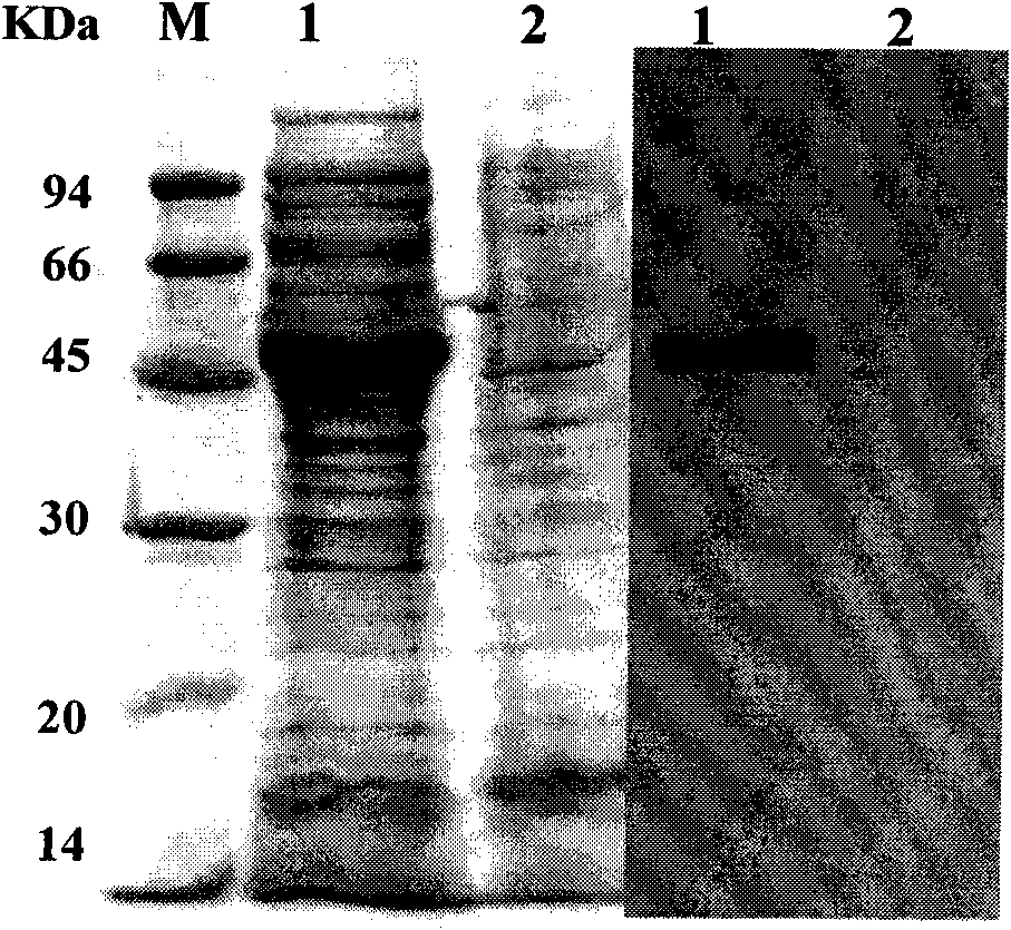 High-level expression of tetanus toxin receptor binding domain Hc in Escherichia coli and application