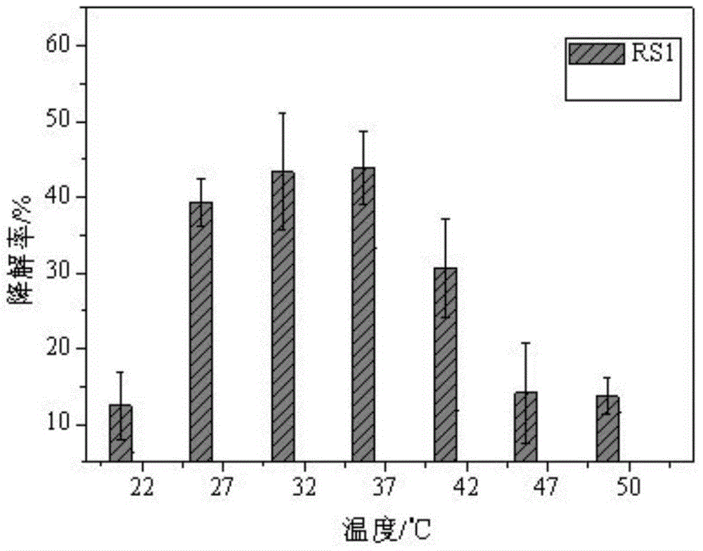 Petroleum degradation bacterium in oil-containing sludge and application thereof