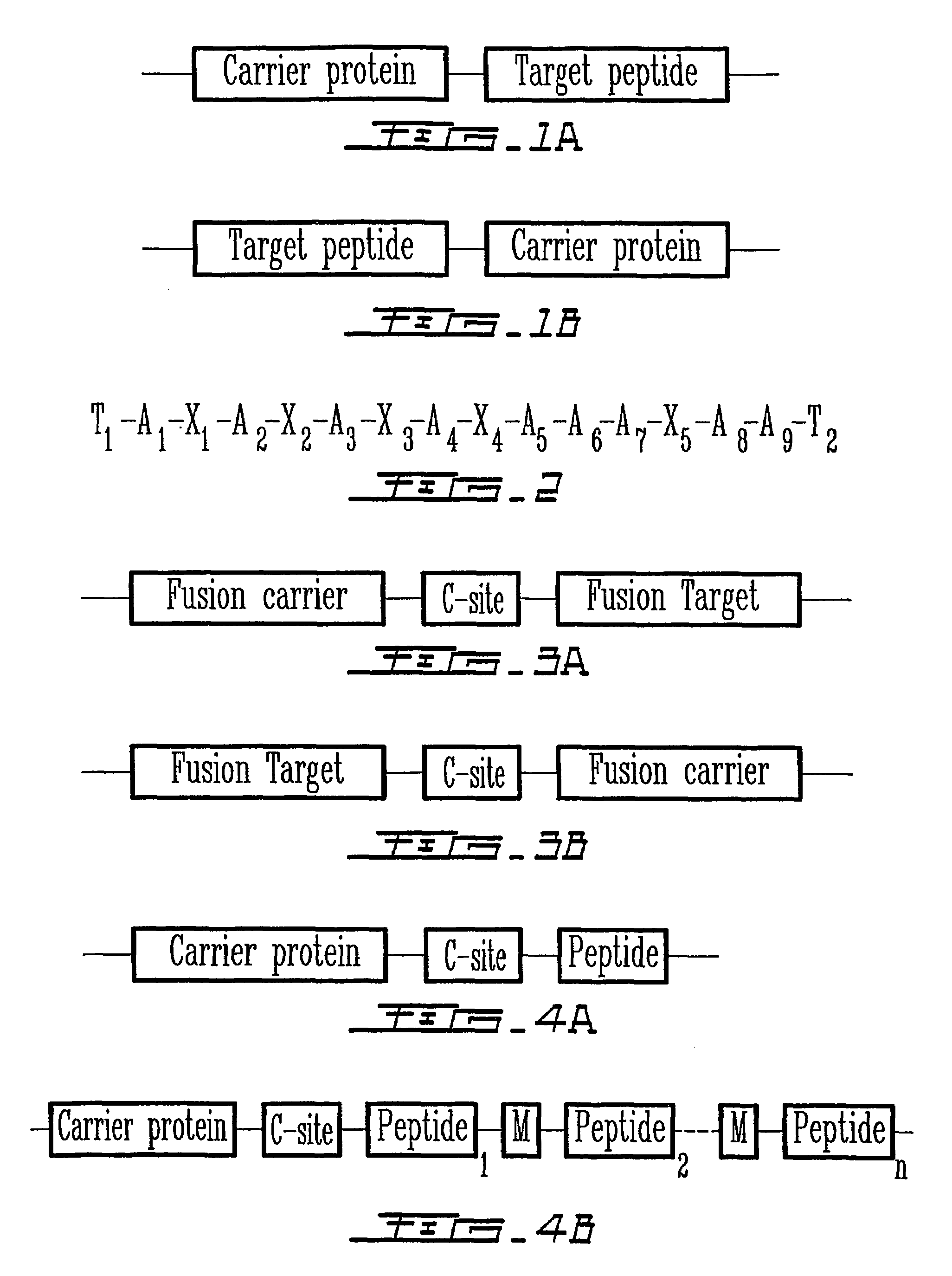 Staphylococcal nuclease fusion proteins for the production of recombinant peptides