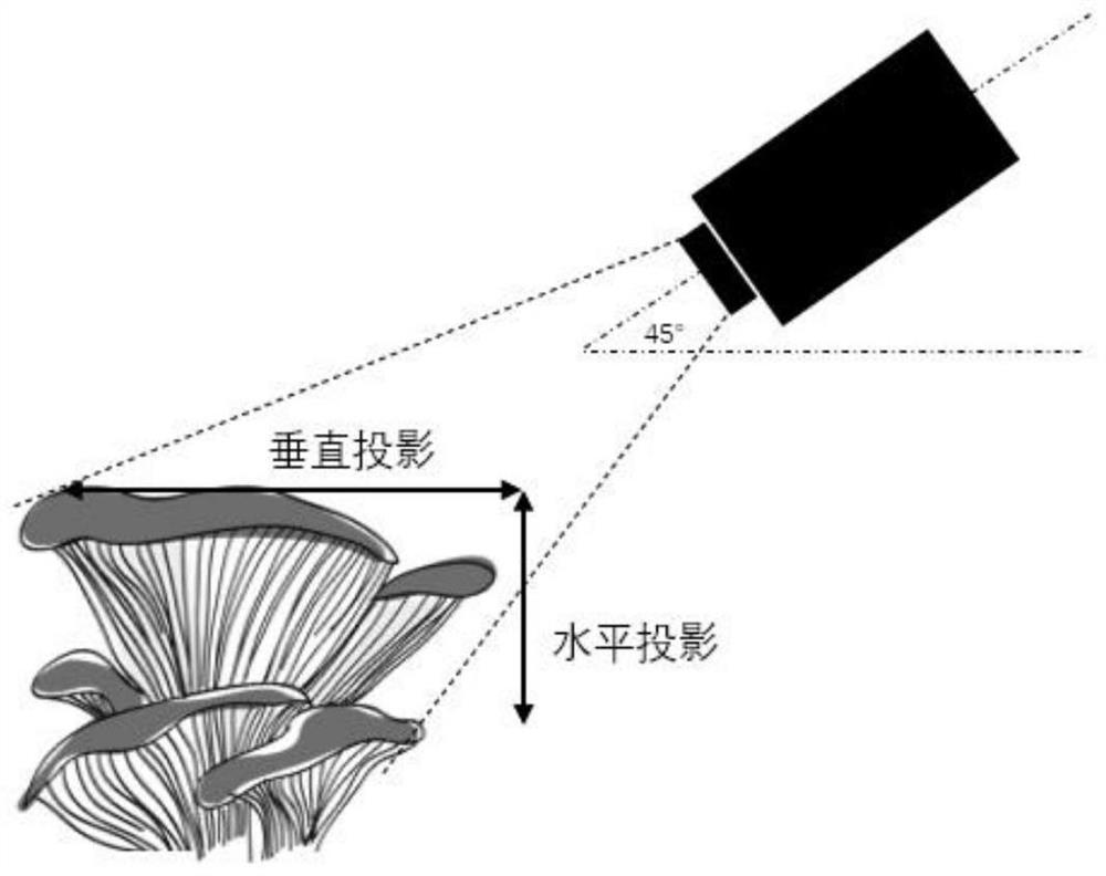 Mushroom spraying control method, device and system