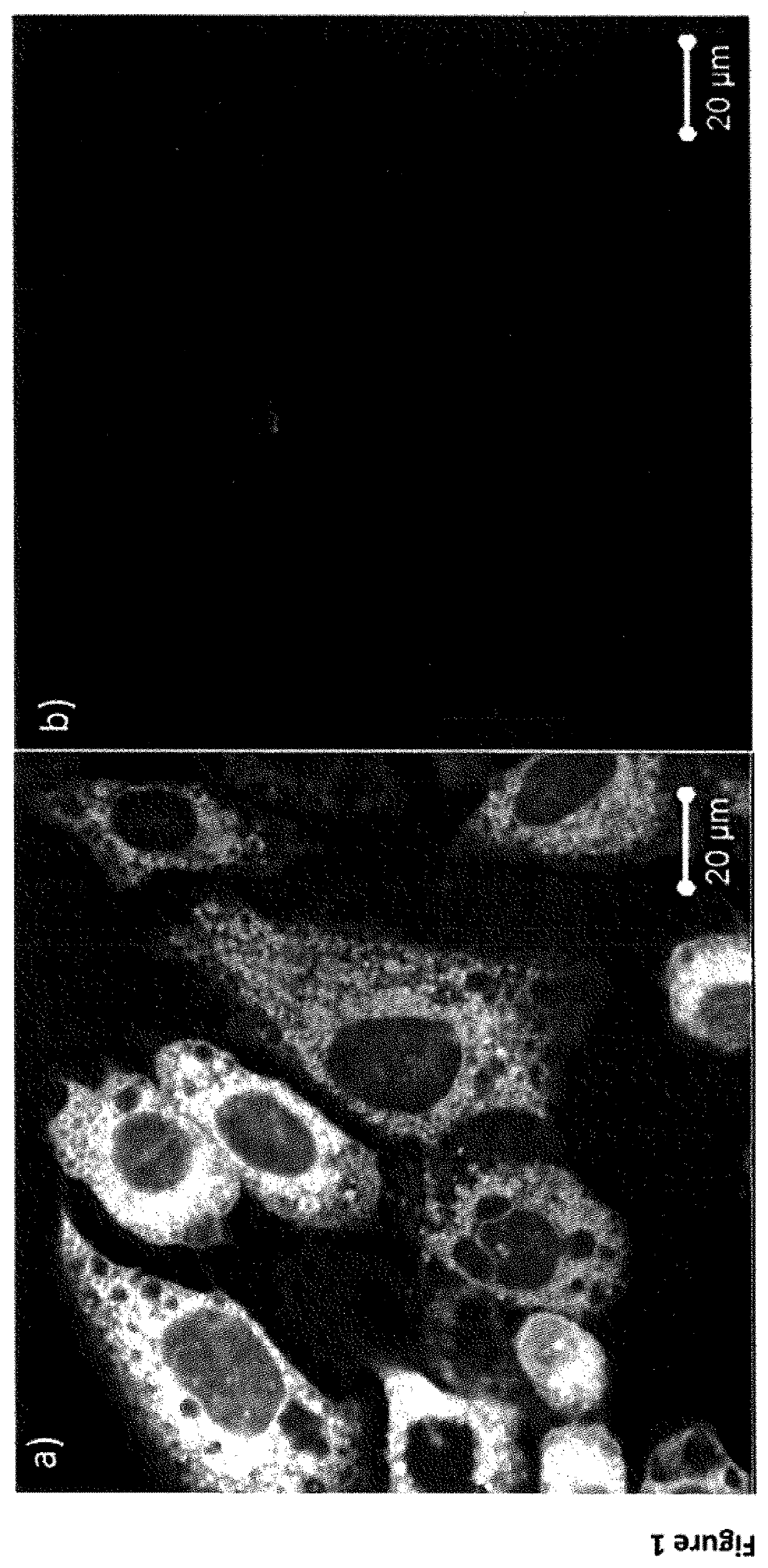 Ligands for integrin αvβ6, synthesis and uses thereof