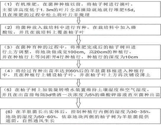 Method for interplanting morchella vulgaris under grapefruit trees in uncovered mode