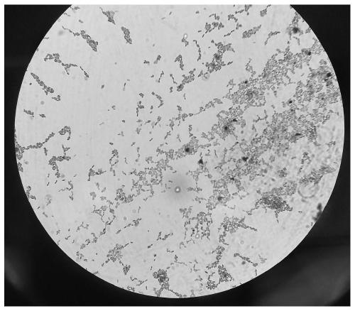 Weissella confuse strain with antibacterial and antioxidant activity and application thereof