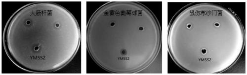 Weissella confuse strain with antibacterial and antioxidant activity and application thereof