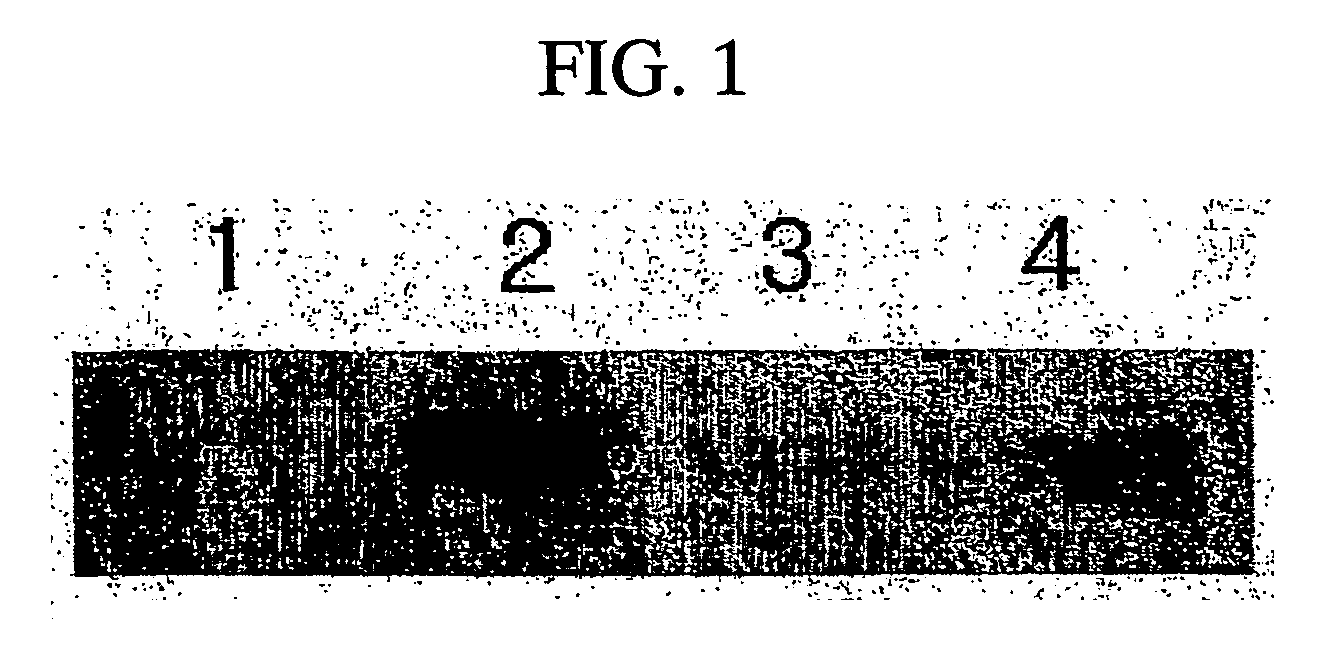 Composition for preventing the formation of new scar comprising bmp-7