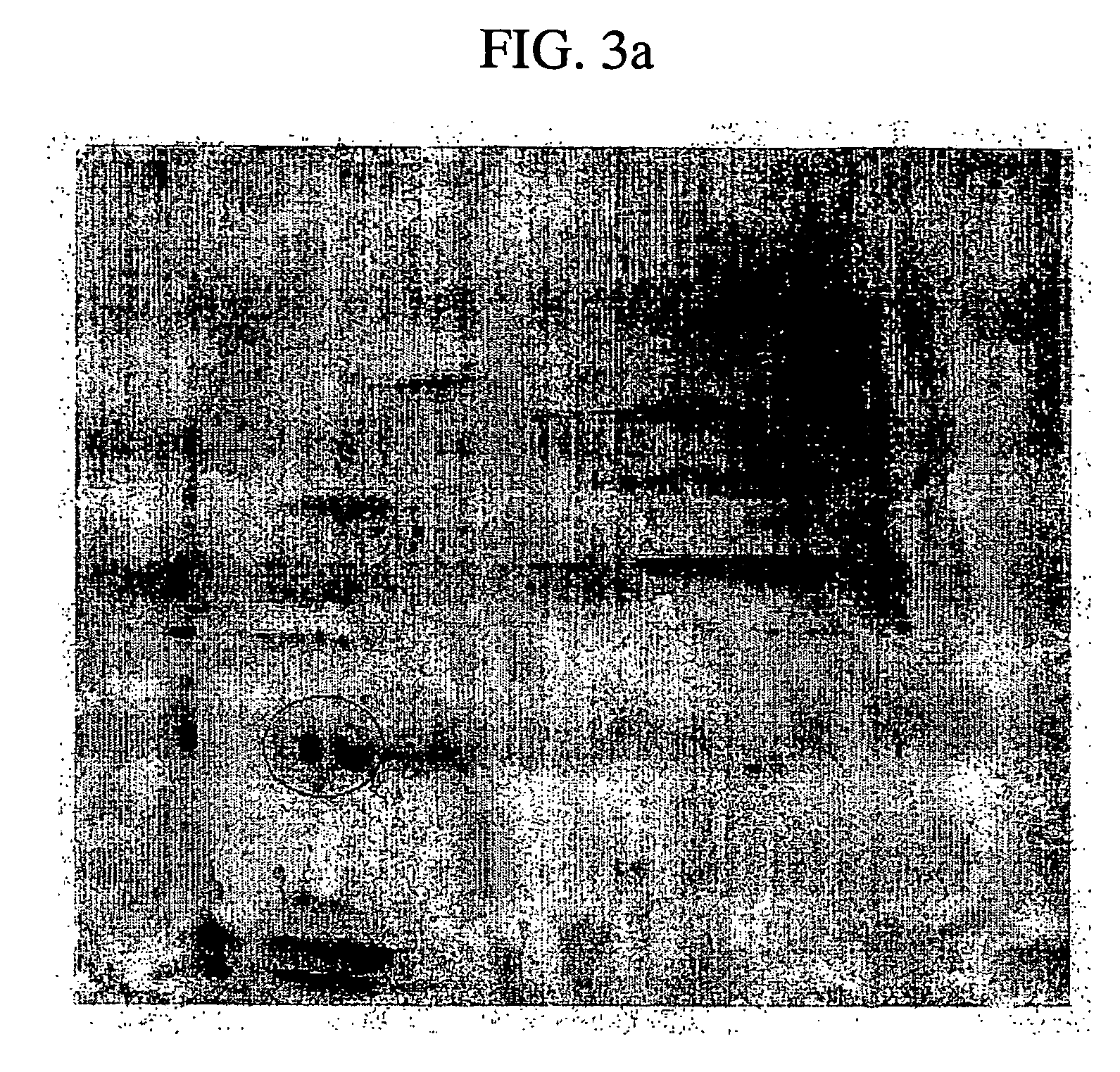 Composition for preventing the formation of new scar comprising bmp-7