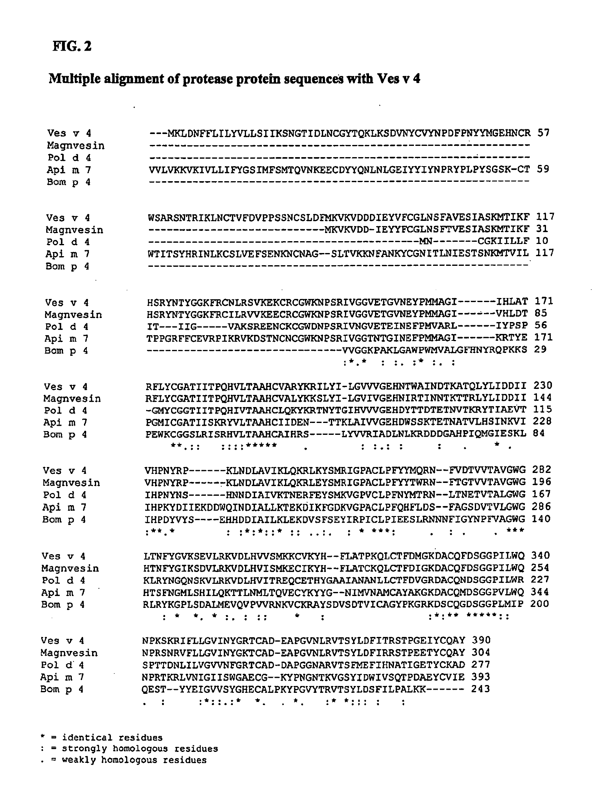 Cloning and recombinant productions of vespula venom protease and methods of use thereof