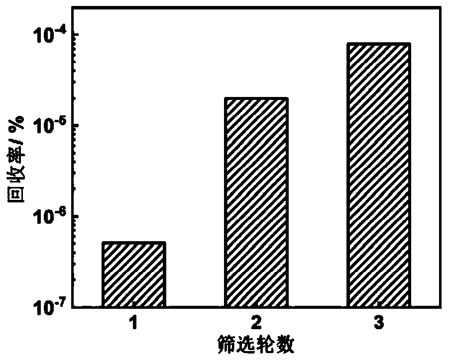 Specific binding peptide of polycaprolactone nanoparticles as well as screening method and application thereof