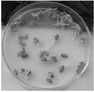 Application of guanosine triphosphate in agriculture