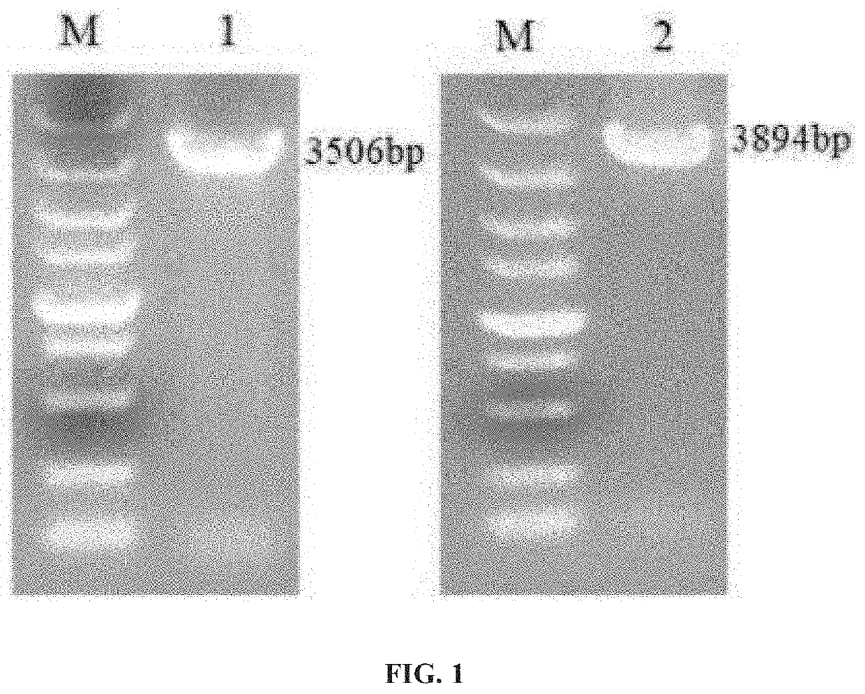 Recombinant Nucleic Acid of Seneca Valley Virus, Recombinant Vaccine Strain and Preparation Method and Use Thereof