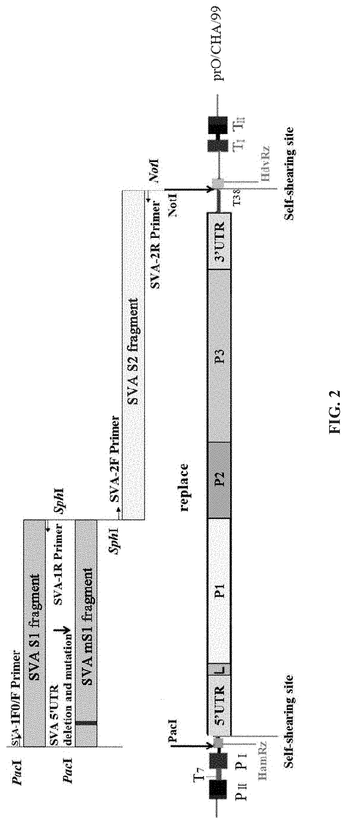 Recombinant Nucleic Acid of Seneca Valley Virus, Recombinant Vaccine Strain and Preparation Method and Use Thereof