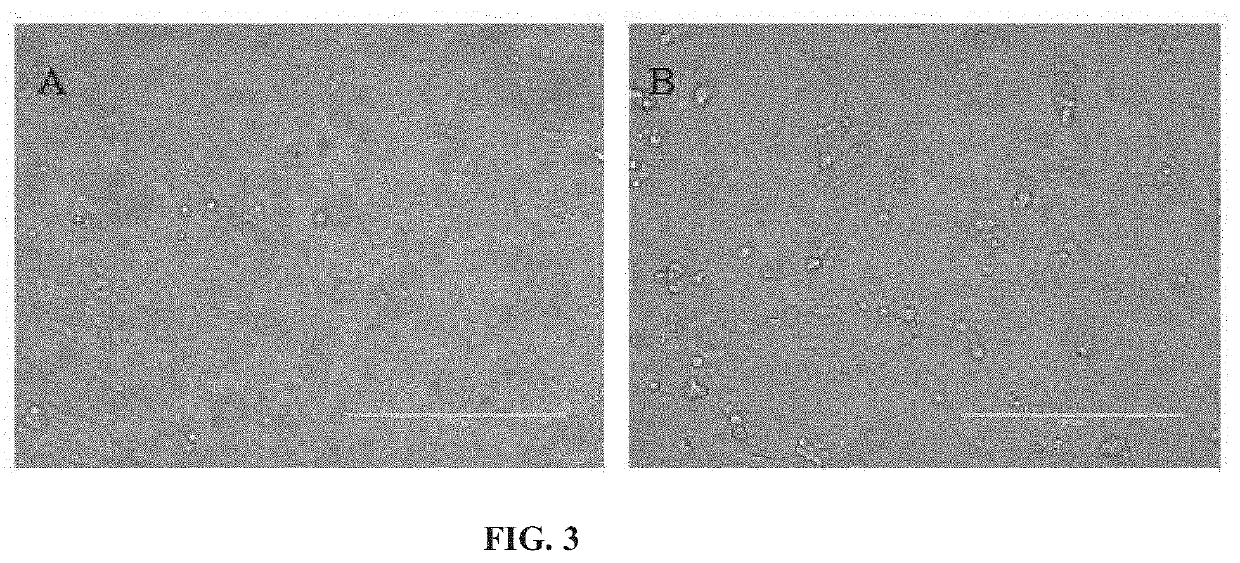 Recombinant Nucleic Acid of Seneca Valley Virus, Recombinant Vaccine Strain and Preparation Method and Use Thereof