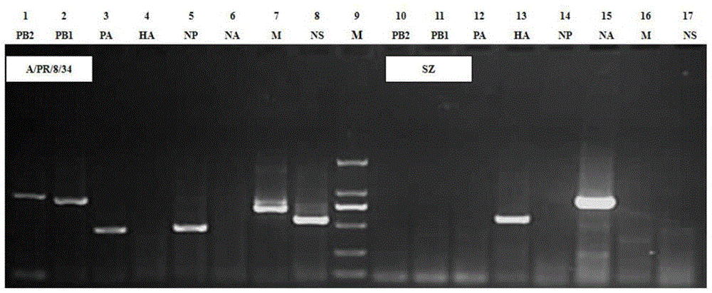 Anti-Newcastle disease, infectious bronchitis and bird flu vaccine composition and preparation