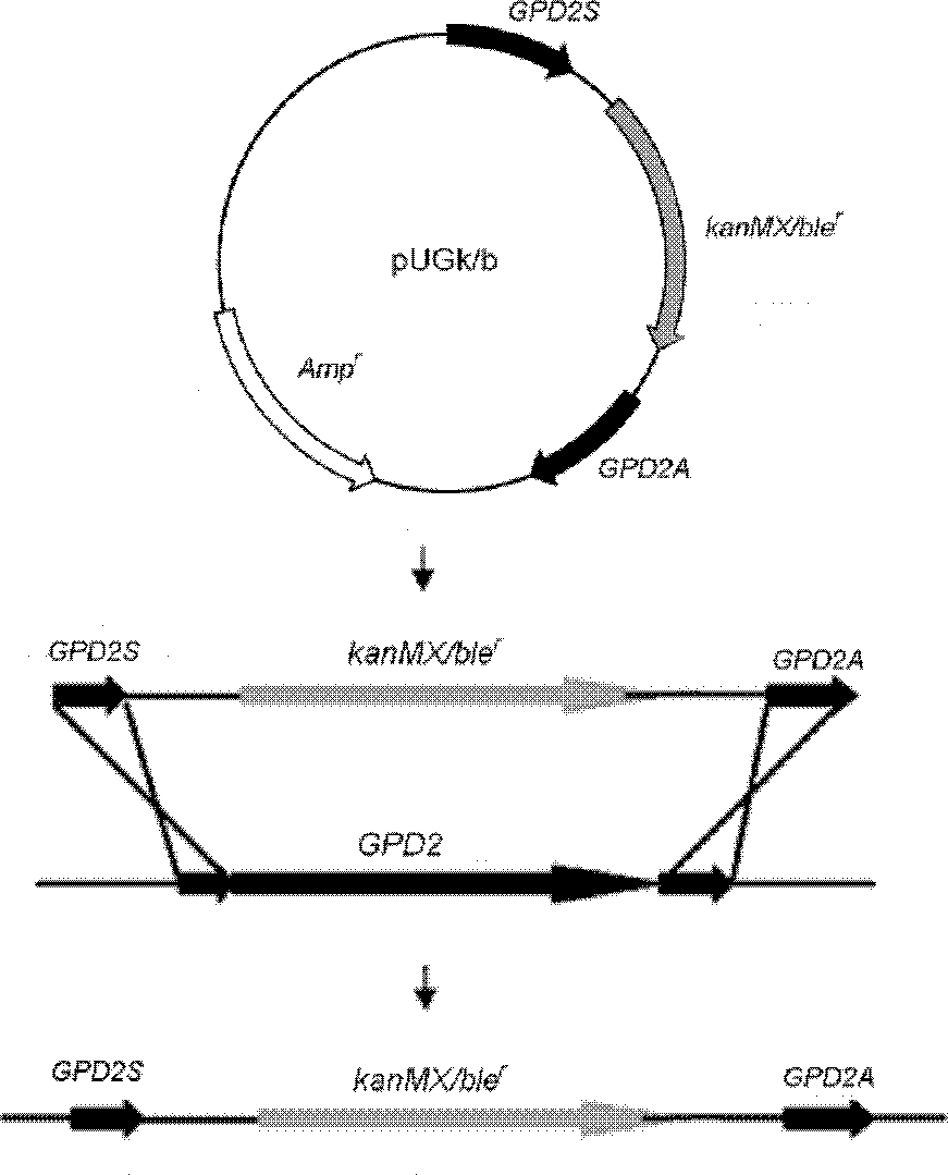 Saccharomyces cerevisiae strain suitable for thick mash fermentation and application thereof