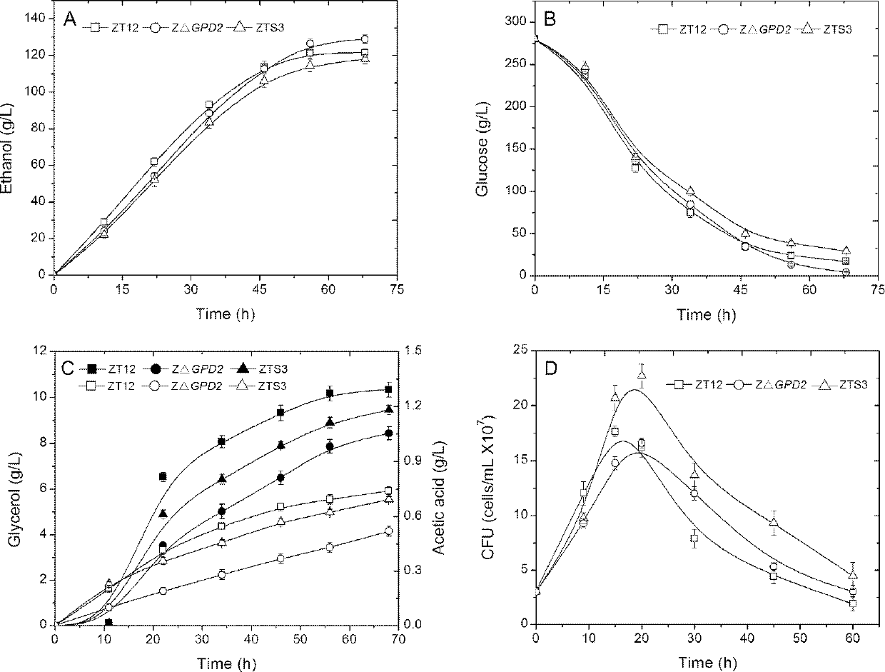 Saccharomyces cerevisiae strain suitable for thick mash fermentation and application thereof