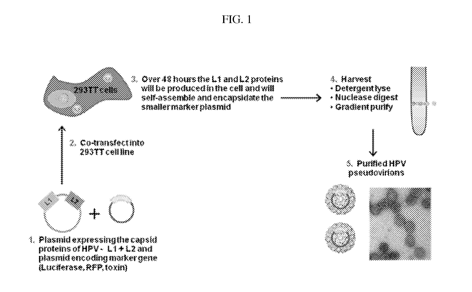 Virion-derived nanospheres for selective delivery of therapeutic and diagnostic agents to cancer cells