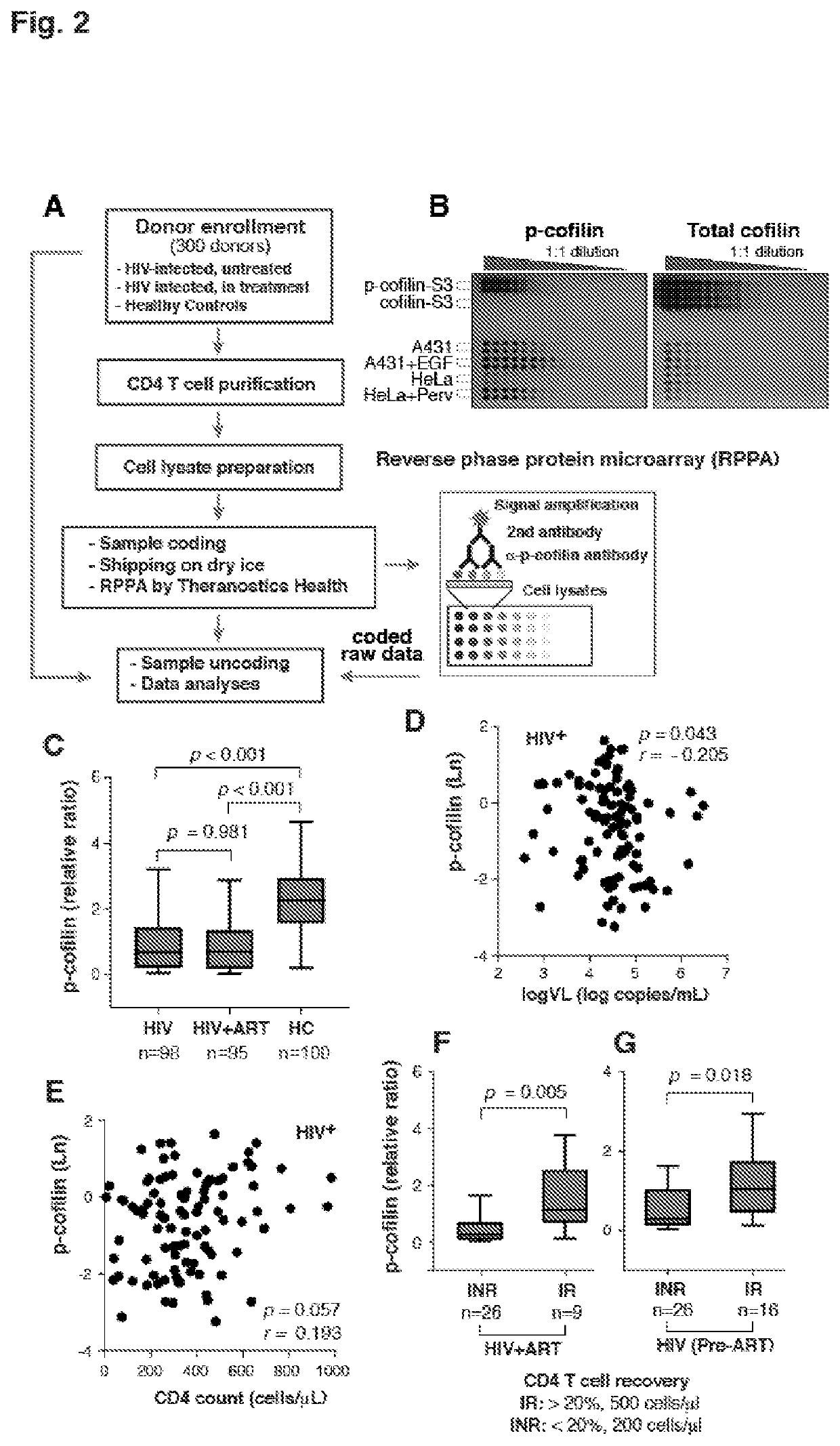 Cofilin phosphorylation for quantifying cd4 t cell damage and predict cd4 t cell recovery from Anti-retroviral therapy