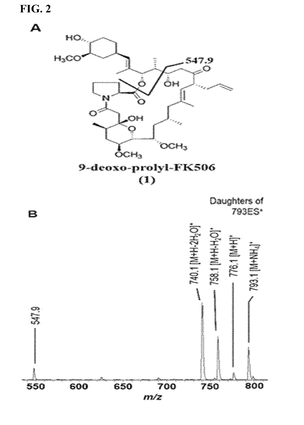 Fk506 derivative maintaining nerve regeneration activity without immunosuppressive activity, and use thereof