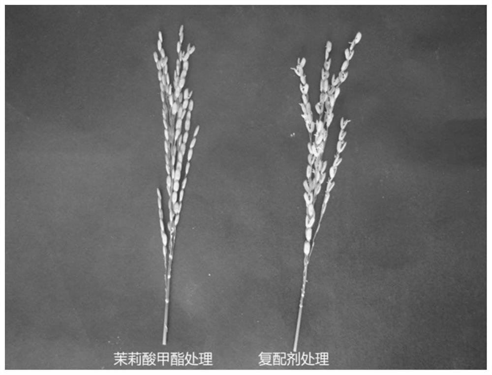 Compound agent for promoting blooming of male and female parent glumous flowers of hybrid rice