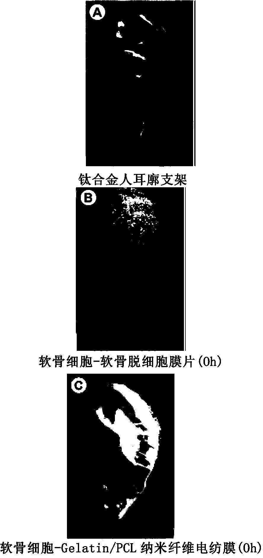 Method for constructing tissue engineering cartilage