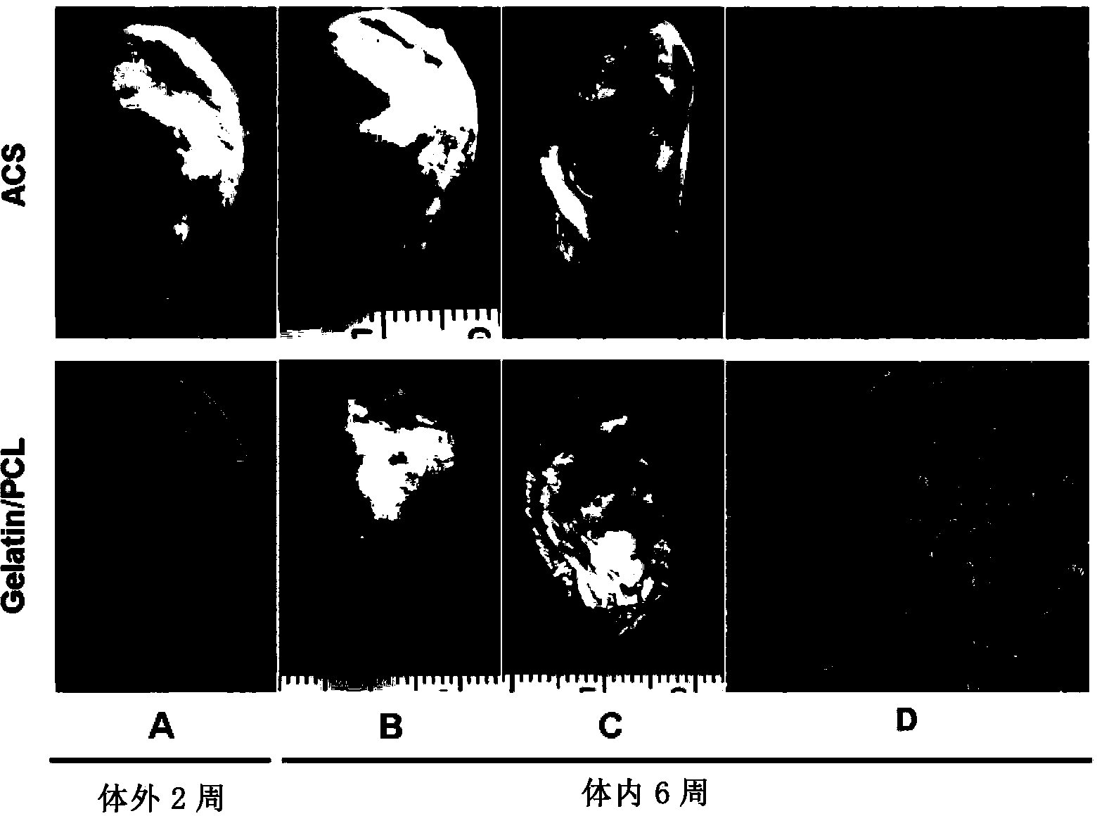 Method for constructing tissue engineering cartilage