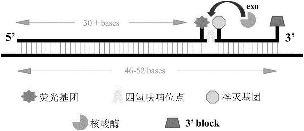 Method, reagent, primer and probe for quickly detecting Ebola viruses under constant-temperature and isothermal conditions