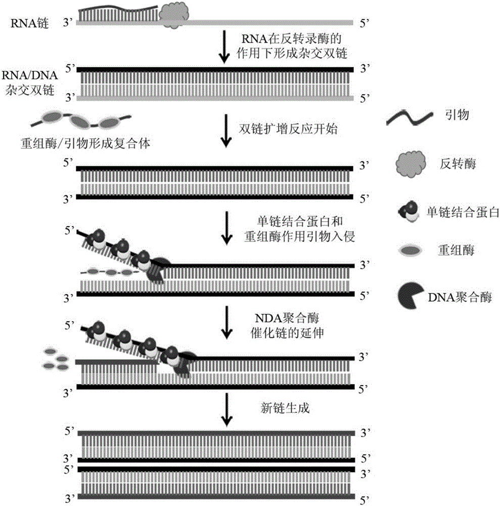 Method, reagent, primer and probe for quickly detecting Ebola viruses under constant-temperature and isothermal conditions