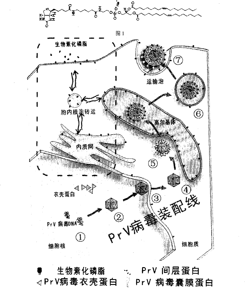 Biotin labeling method of envelope viruses