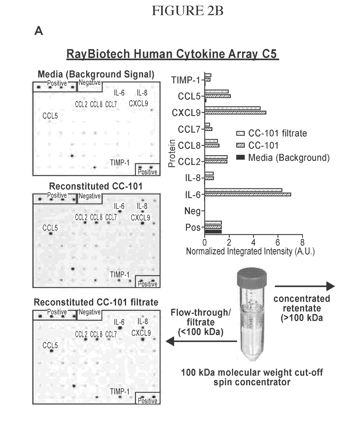 Adipose tissue derived mesenchymal stromal cell conditioned media and methods of making and using the same